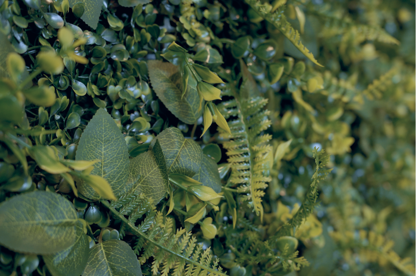 Close-up of green leaves with water droplets